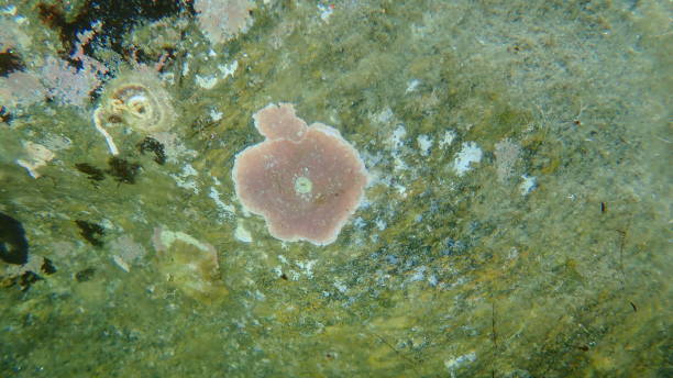 Seaweed an encrusting coralline alga (Lithophyllum incrustans) undersea Seaweed an encrusting coralline alga (Lithophyllum incrustans) undersea, Aegean Sea, Greece, Halkidiki coralline red algae photos stock pictures, royalty-free photos & images