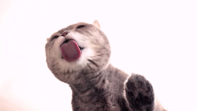 Cat licking wet food on window