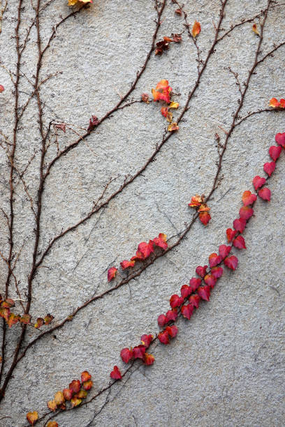 istock Red and Yellow Ivy on a White Wall 1358796176