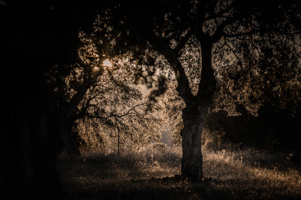 sun at sunset between holm oaks