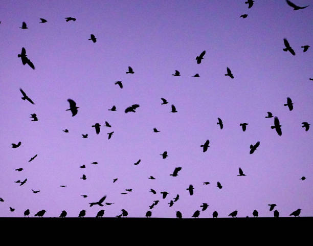 istock Birds Roosting on roof and Flying 1358796687