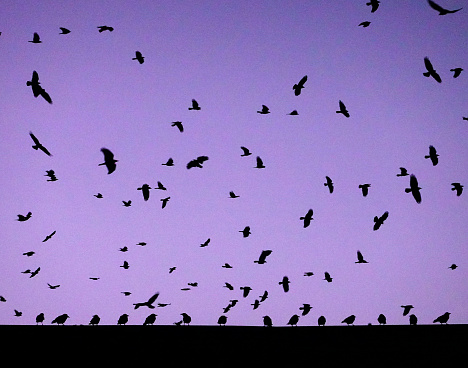 A large flock of crows roosting on a roof and also flying around in the vicinity.