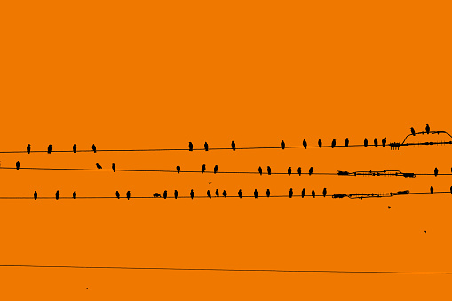 Birds perching on a power line in front of an orange sky.