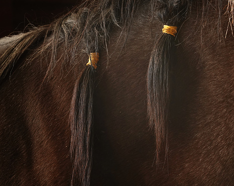 A horse with her mane braided with rubber bands.