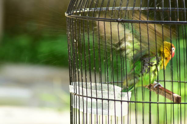 istock Bird Genus Agapornis 1358797085