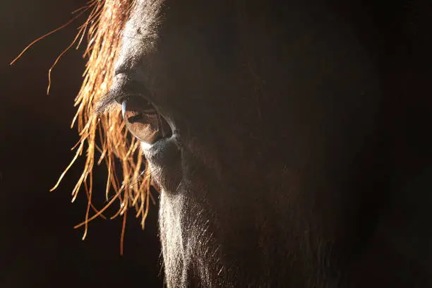 A close image of a horse's eye and side of her face.
