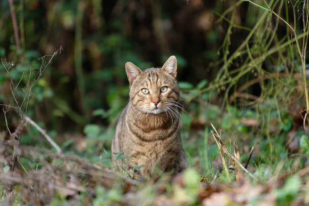 Cat in the woods