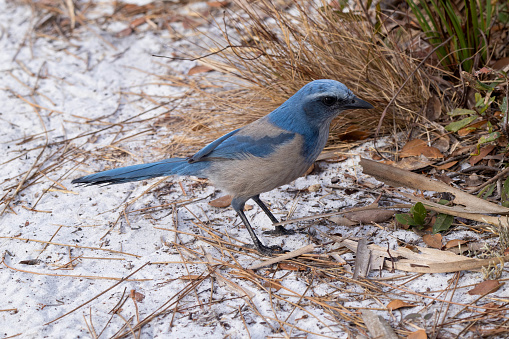 A Florida scrub jay foraging on the ground for some food