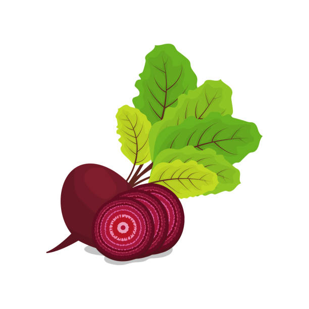 Beetroot sliced ​​in round pieces vector illustration Beetroot sliced ​​in round pieces vector illustration common beet stock illustrations