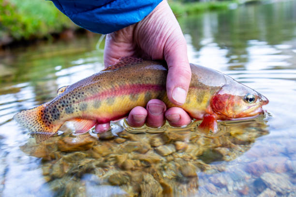 istock Endangered Californian golden rainbow trout 1358799865