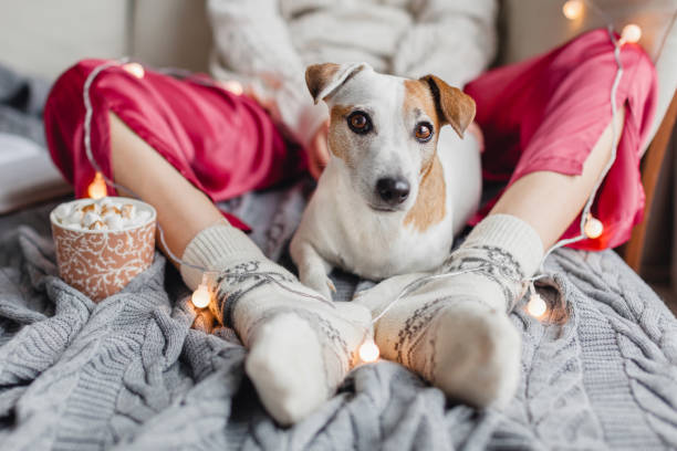 istock Cute dog near owners's legs at home 1358800856