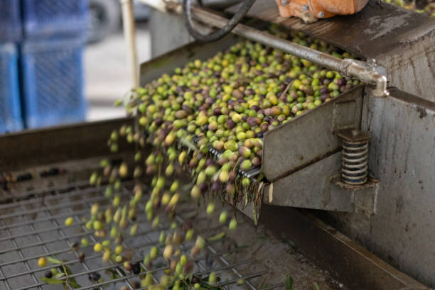 The process of olive cleaning and defoliation in a modern oil mill stock photo