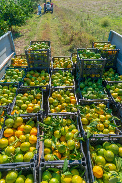 istock Fresh mandarin oranges fruit or tangerines with leaves, as background 1358802104