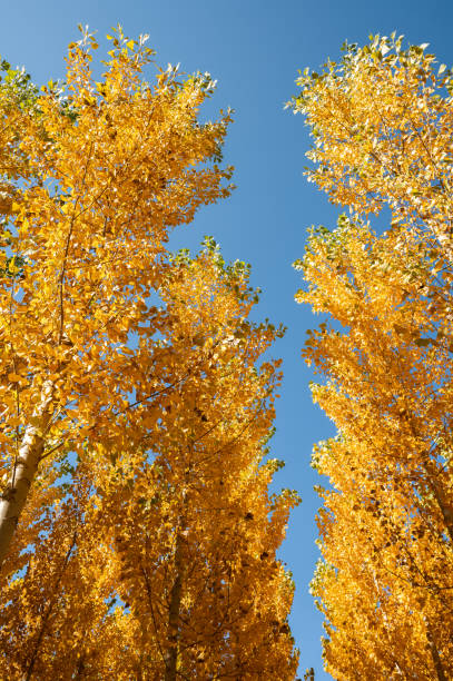 istock Autumn landscape with trees and leaves 1358803158