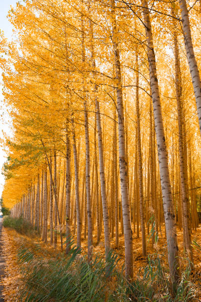 istock Autumn landscape with trees and leaves 1358803217