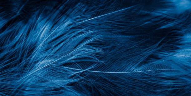 istock blue feathers with visible details. background or textura 1358803385