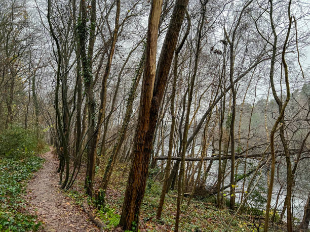 istock A path through a forest next to a lake in rainy weather in winter. 1358803728