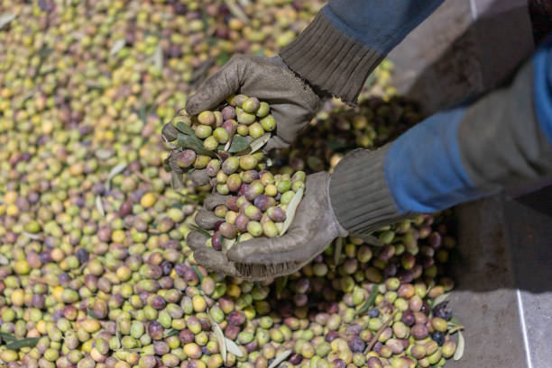 istock Green and black bio ripe olives in farmer hands . 1358803773