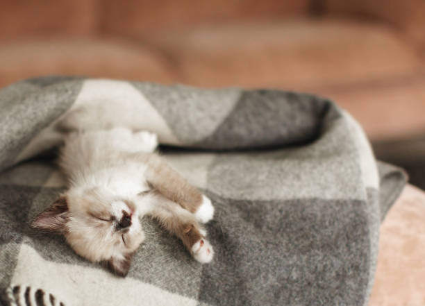 istock Cat relaxing on plaid in living room 1358804512