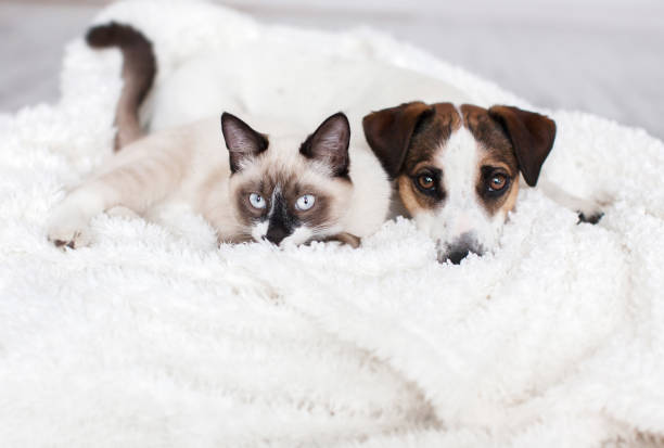 istock Cat and dog together on white plaid 1358804526