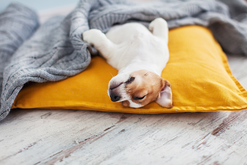Puppy on yellow pillow at home