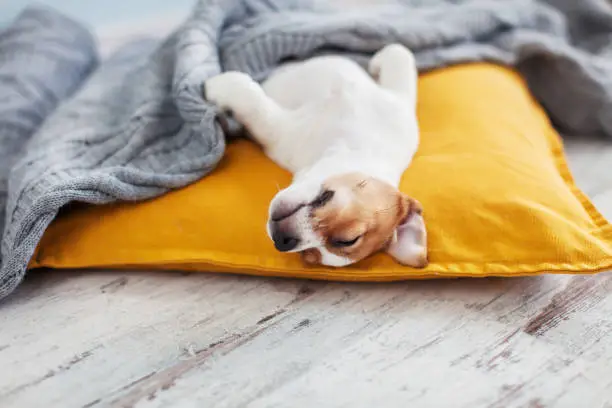 Puppy on yellow pillow. Small dog rest at home Pet sleeping