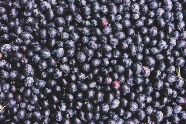 istock Freshly picked raw black olives background. 1358804571