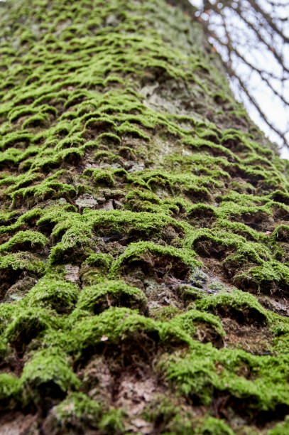 istock An old big oak tree, the trunk covered with green moss. Bottom view 1358805065