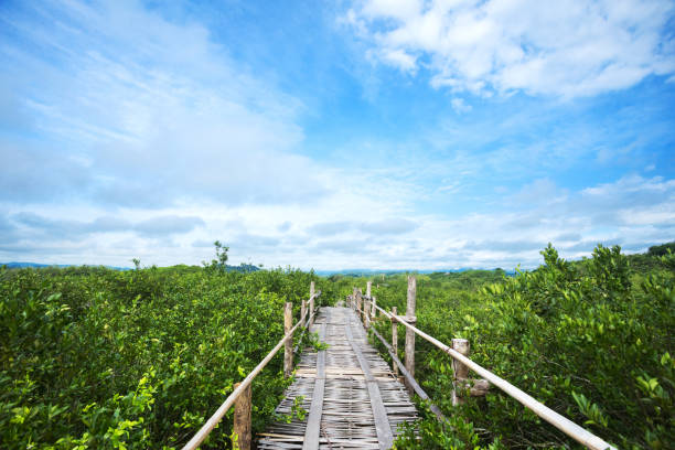 istock Wooden boardwalk through mango tree plantation in Sukothai 1358806009