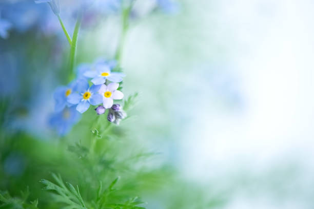 istock Close up of tiny blue forget-me-not flowers (Myosotis sylvatica)  on blurred background. 1358806013