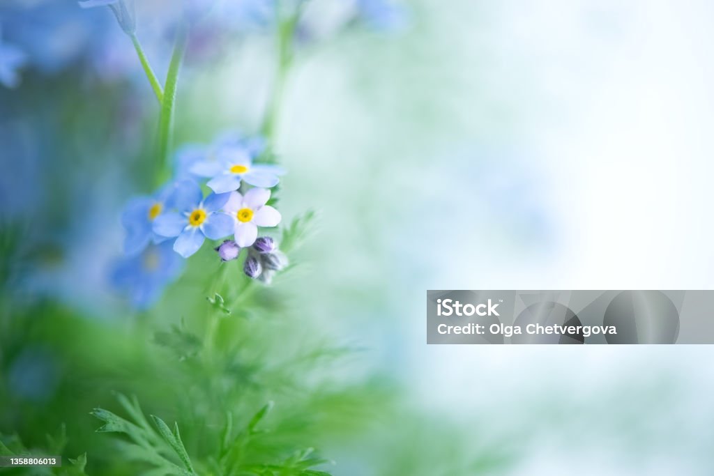 Close up of tiny blue forget-me-not flowers (Myosotis sylvatica)  on blurred background. Close up of tiny blue forget-me-not flowers (Myosotis sylvatica)  on blurred background Flower Stock Photo
