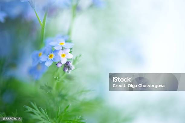Close Up Of Tiny Blue Forgetmenot Flowers On Blurred Background Stock Photo - Download Image Now