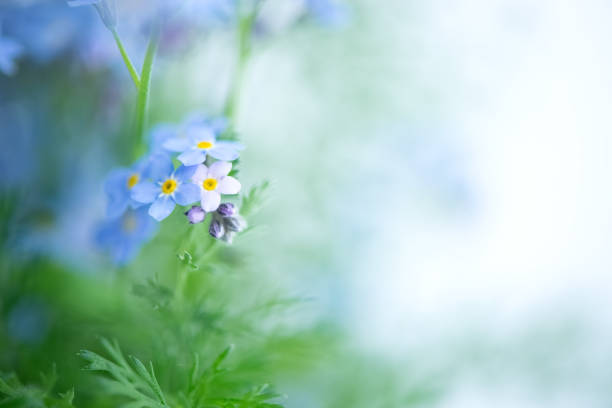 close up of tiny blue forget-me-not flowers (myosotis sylvatica)  on blurred background. - miosótis imagens e fotografias de stock