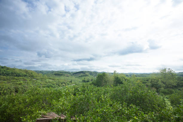 istock Overcast over big mango tree plantation in Sukothai 1358806027