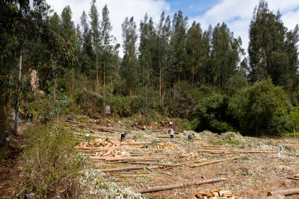 istock Wood for fuel and construction in Peruvian Andes. 1358806602