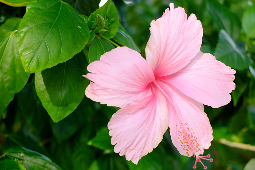 A single pink lotus flower against a lush green background.