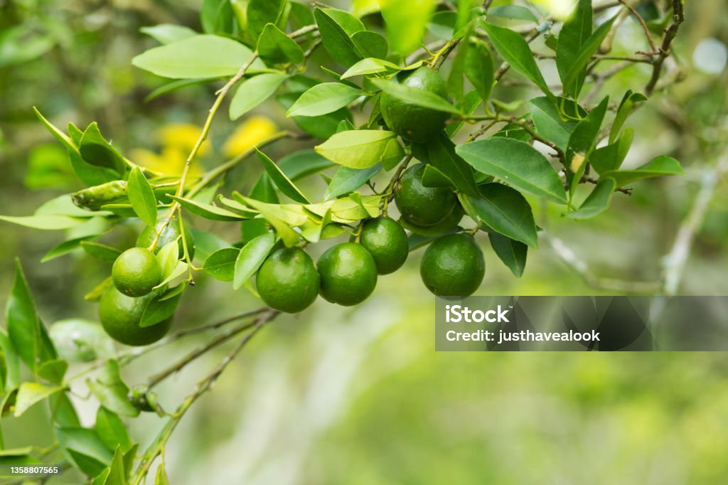 Branch of a lemon tree on farm in Sukothai Lime Stock Photo