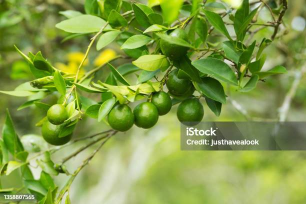 Branch Of A Lemon Tree On Farm In Sukothai Stock Photo - Download Image Now - Lime, Growth, Branch - Plant Part