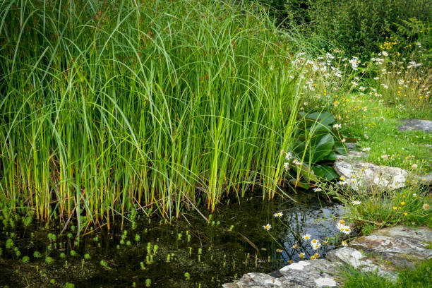 istock Cornish coast with a wildlife pond in the foreground. 1358807569