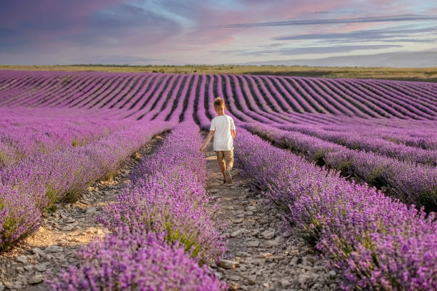 istock A young boy walks along a path between ridges of lavender bushes in a lavender field on a summer day 1358807613