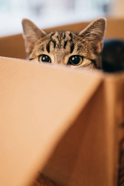istock Curious Cat Peeking Out of Cardboard Box 1358807660