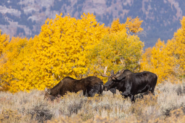 istock Bull and Cow Moose Rutting in Fall in Wyoming 1358808096