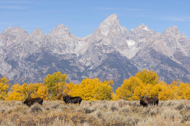 istock Bull and Cow Moose Rutting in Fall in Wyoming 1358809224