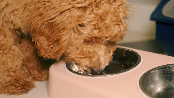 istock Brown little poodle drinks water from a pink bowl 1358809846