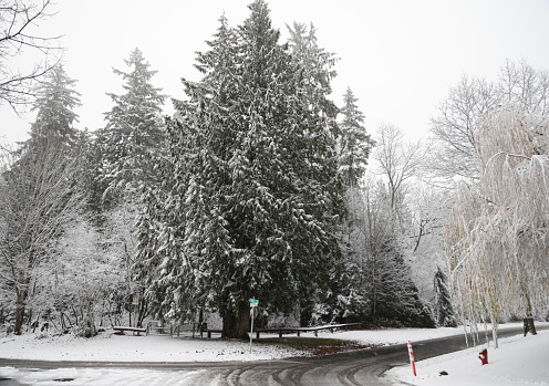 Overnight snow lingers in a forest in the Fleetwood-Tynehead neighbourhood of Surrey in Metro Vancouver, British Columbia. Road intersection at 158th Street and 93A Avenue.