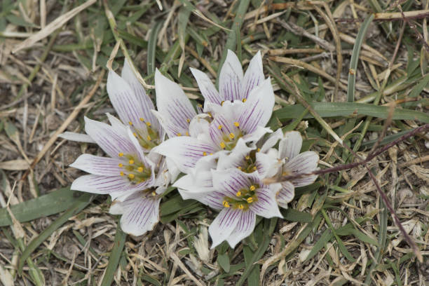 Androcymbium europaeum Herb of the Virgin Saffron from Almeria small bulbous plant with precise white and purple petals with yellow stamens and long green leaves Androcymbium europaeum Herb of the Virgin Saffron from Almeria small bulbous plant with precise white and purple petals with yellow stamens and long green leaves flash lighting long stamened stock pictures, royalty-free photos & images