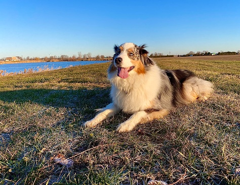 Australian Shepard dog laying on the ground outside early in the morning