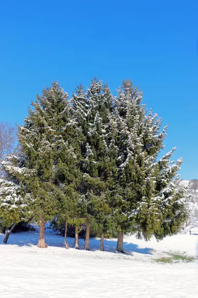 Photo of Snow-covered spruce trees