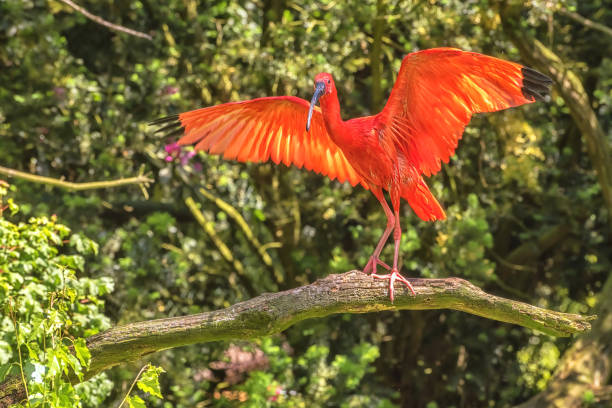 istock Scarlet Ibis, a sociable and gregarious bird, is on the tree branch 1358814338