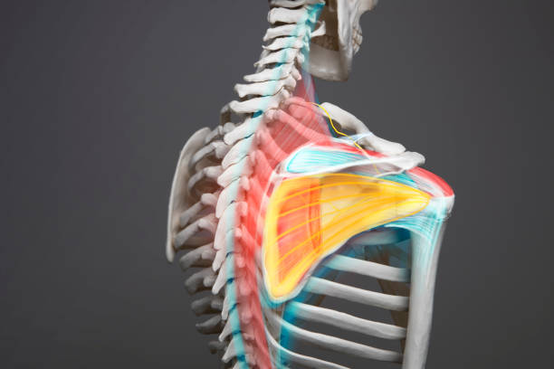 anatomía del hombro condición médica, esqueleto humano, hueso, tendón y músculo - escapula fotografías e imágenes de stock